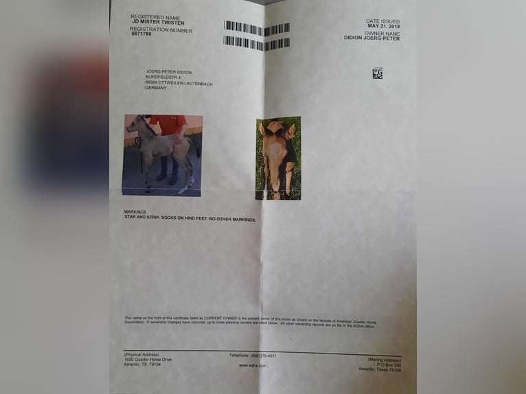 American Quarter Horse Wallach 7 Jahre 145 cm Buckskin in Mistelbach