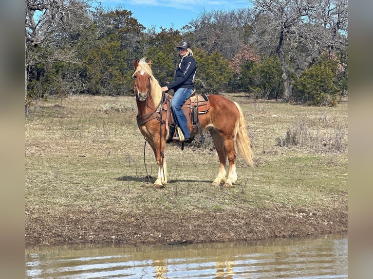 American Quarter Horse Wallach 7 Jahre 145 cm Dunkelfuchs in Jacksboro TX