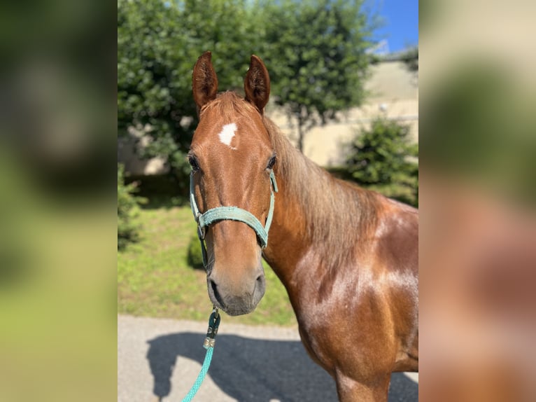American Quarter Horse Wallach 7 Jahre 145 cm Fuchs in Langenbrettach