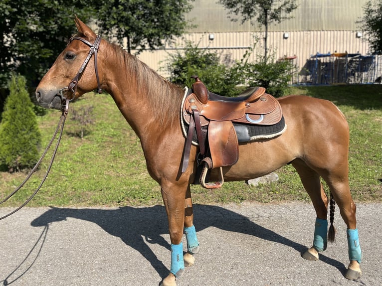 American Quarter Horse Wallach 7 Jahre 145 cm Fuchs in Langenbrettach