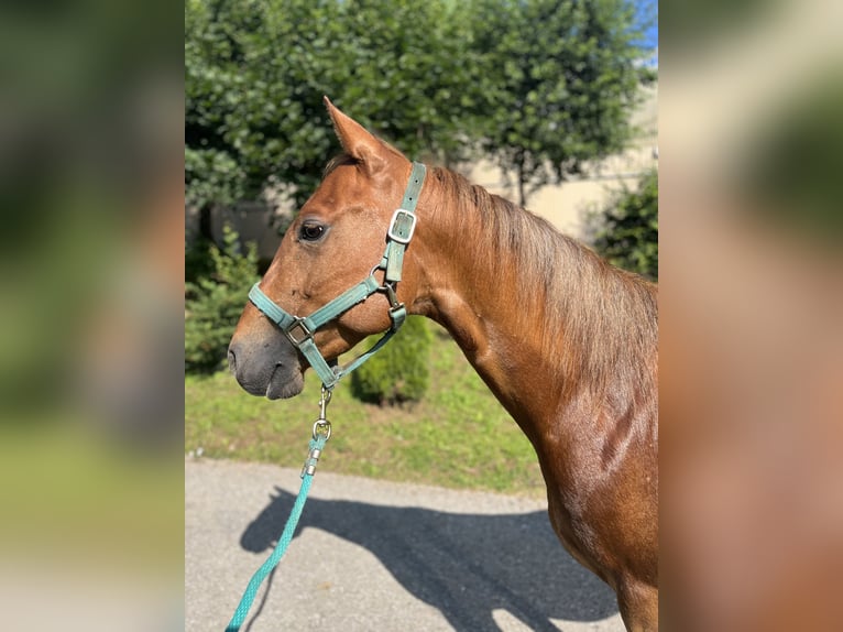American Quarter Horse Wallach 7 Jahre 145 cm Fuchs in Langenbrettach