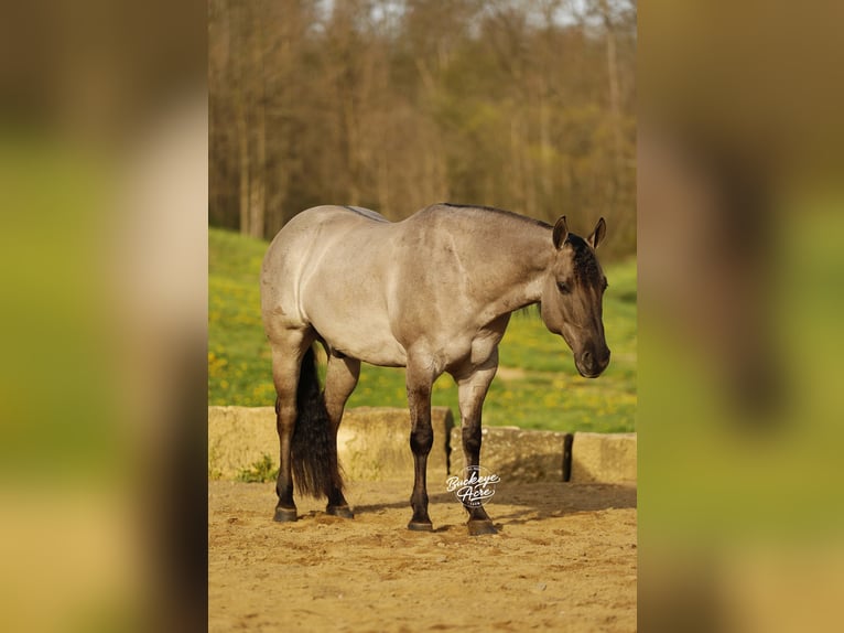 American Quarter Horse Wallach 7 Jahre 145 cm Grullo in Millersburg