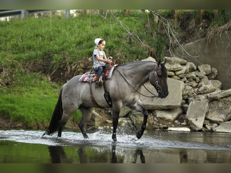 American Quarter Horse Wallach 7 Jahre 145 cm Grullo in Millersburg