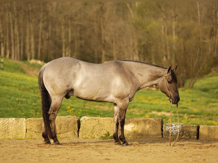 American Quarter Horse Wallach 7 Jahre 145 cm Grullo in Millersburg