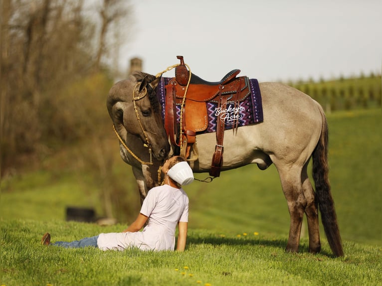 American Quarter Horse Wallach 7 Jahre 145 cm Grullo in Millersburg