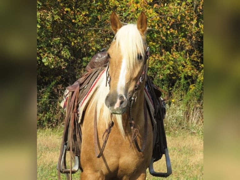American Quarter Horse Wallach 7 Jahre 145 cm Palomino in Effingham IL