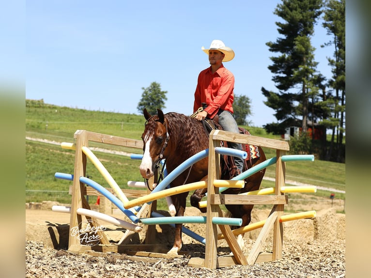 American Quarter Horse Wallach 7 Jahre 145 cm Rotfuchs in Millersburg