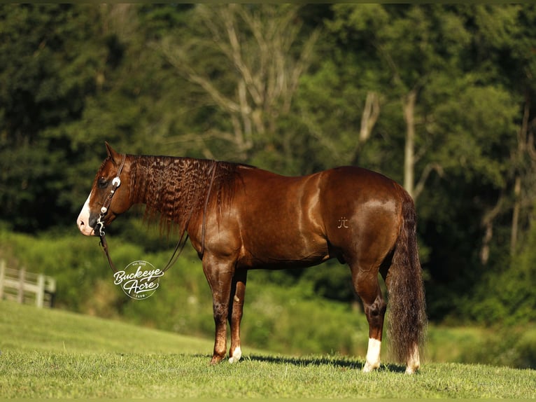American Quarter Horse Wallach 7 Jahre 145 cm Rotfuchs in Millersburg