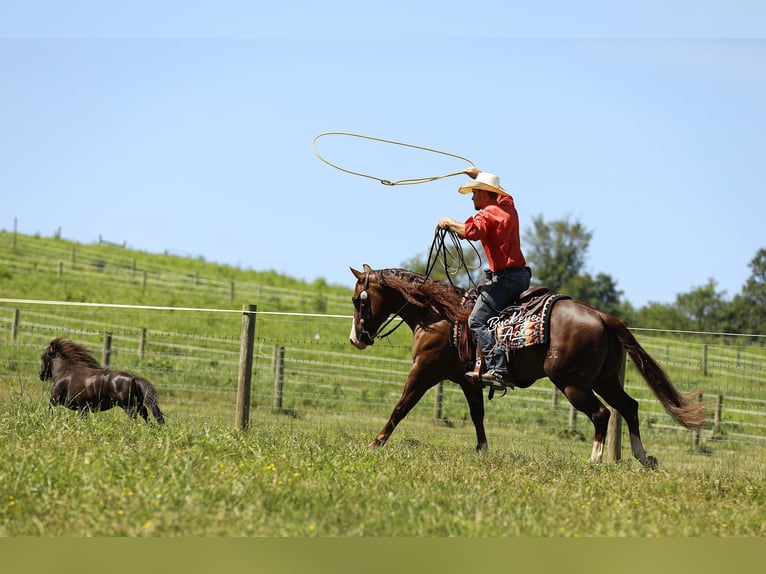 American Quarter Horse Wallach 7 Jahre 145 cm Rotfuchs in Millersburg
