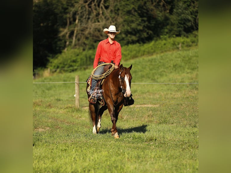 American Quarter Horse Wallach 7 Jahre 145 cm Rotfuchs in Millersburg