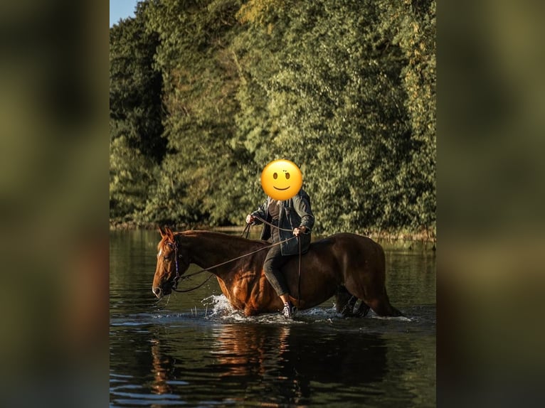 American Quarter Horse Wallach 7 Jahre 146 cm Fuchs in Geldern