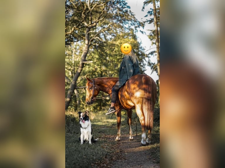 American Quarter Horse Wallach 7 Jahre 146 cm Fuchs in Geldern
