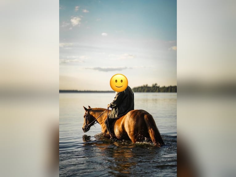 American Quarter Horse Wallach 7 Jahre 146 cm Fuchs in Geldern
