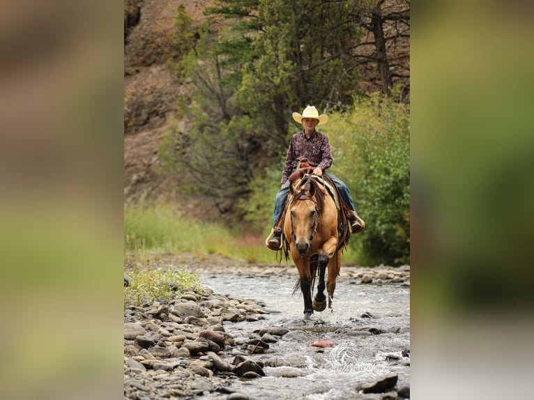 American Quarter Horse Wallach 7 Jahre 147 cm Buckskin in Cody