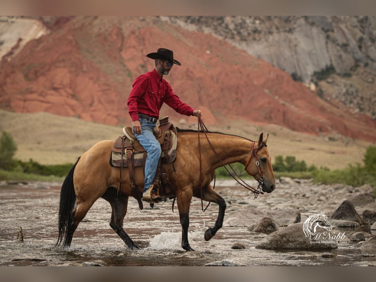 American Quarter Horse Wallach 7 Jahre 147 cm Buckskin in Cody