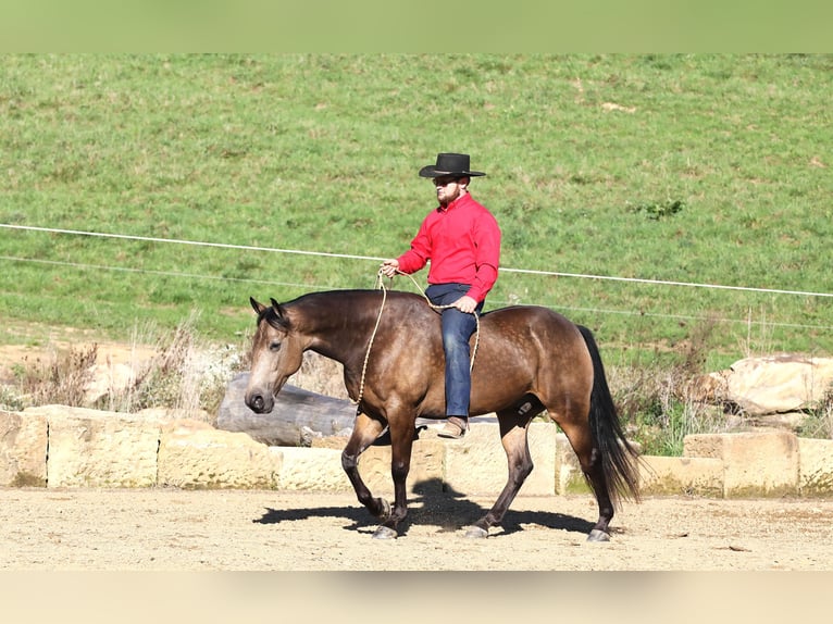 American Quarter Horse Mix Wallach 7 Jahre 147 cm Buckskin in Millersburg