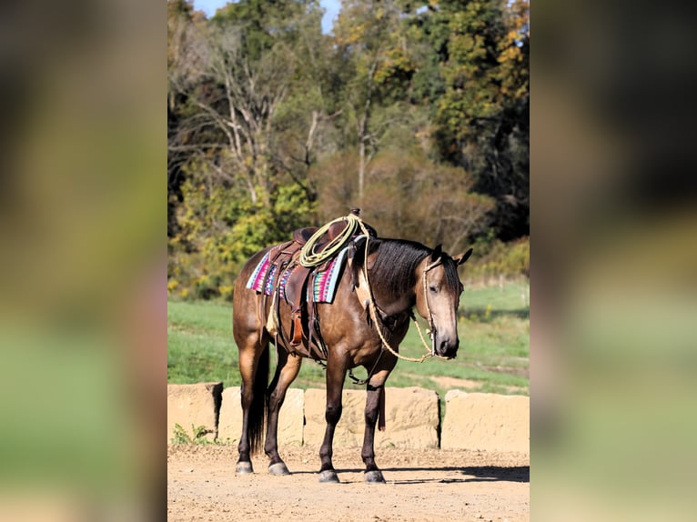 American Quarter Horse Mix Wallach 7 Jahre 147 cm Buckskin in Millersburg