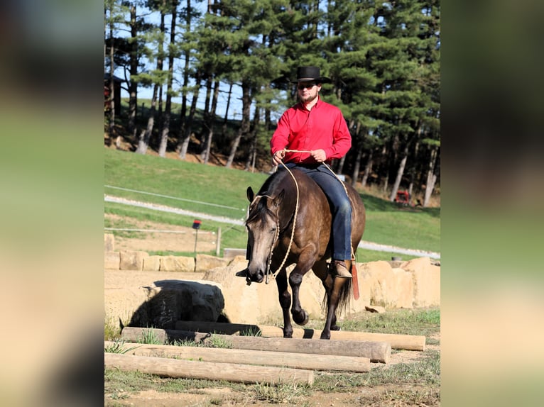 American Quarter Horse Mix Wallach 7 Jahre 147 cm Buckskin in Millersburg