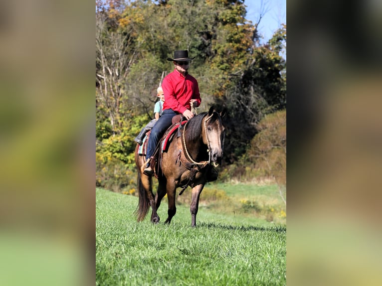 American Quarter Horse Mix Wallach 7 Jahre 147 cm Buckskin in Millersburg