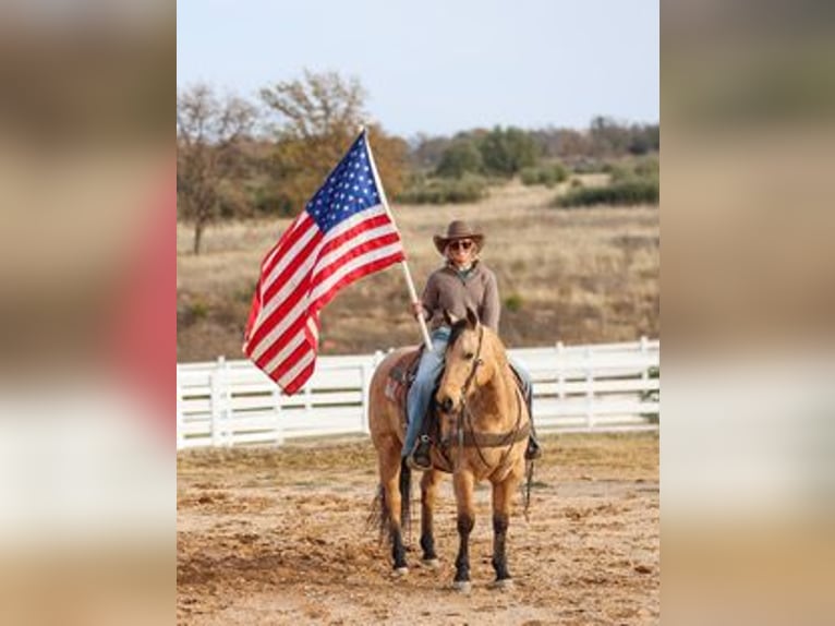 American Quarter Horse Wallach 7 Jahre 147 cm Buckskin in Ranger