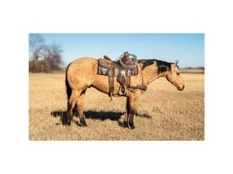 American Quarter Horse Wallach 7 Jahre 147 cm Buckskin in Ranger