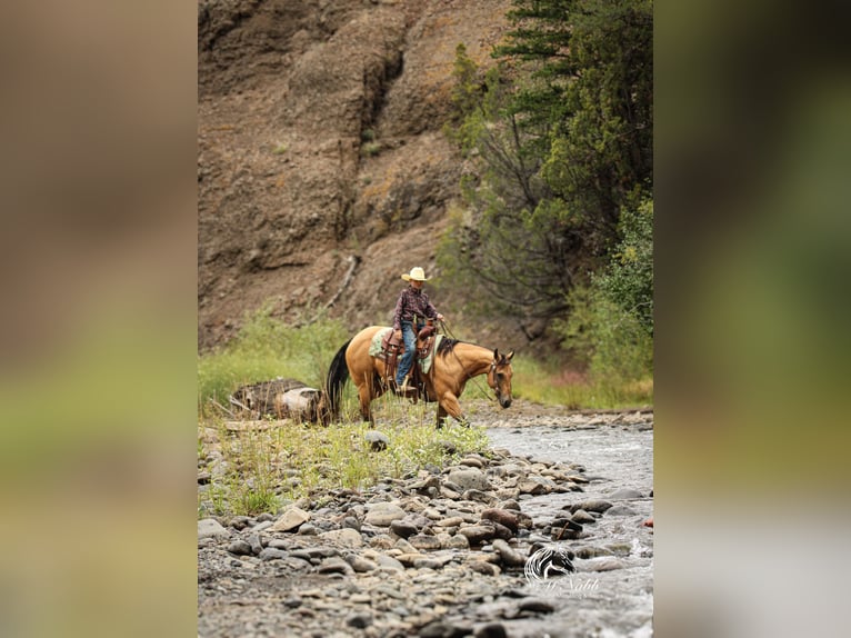 American Quarter Horse Wallach 7 Jahre 147 cm Buckskin in Cody
