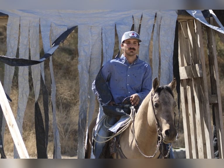 American Quarter Horse Wallach 7 Jahre 147 cm Buckskin in Paicines CA