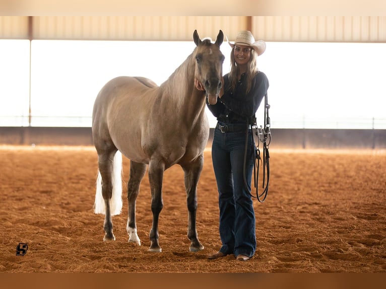American Quarter Horse Wallach 7 Jahre 147 cm Dunalino in Whitesboro, TX