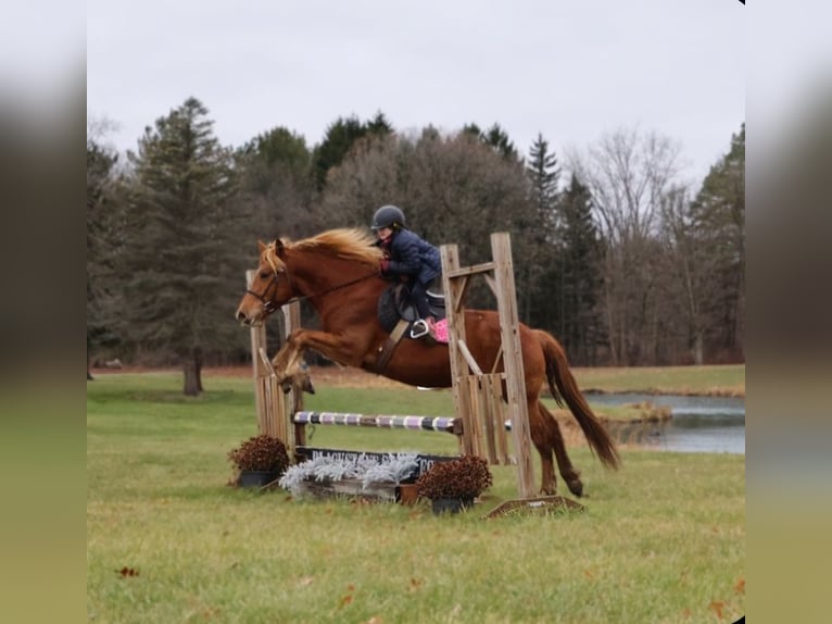 American Quarter Horse Mix Wallach 7 Jahre 147 cm Dunkelfuchs in Howell
