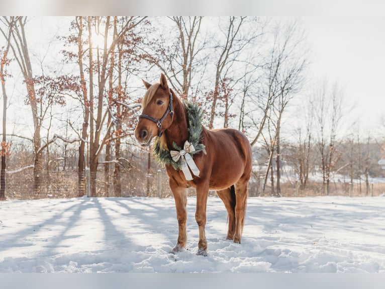 American Quarter Horse Mix Wallach 7 Jahre 147 cm Dunkelfuchs in Howell