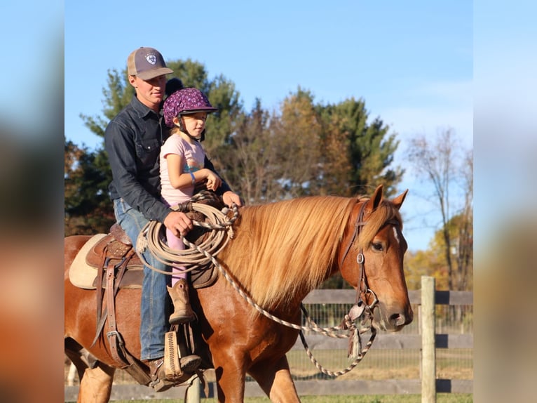 American Quarter Horse Mix Wallach 7 Jahre 147 cm Dunkelfuchs in Howell