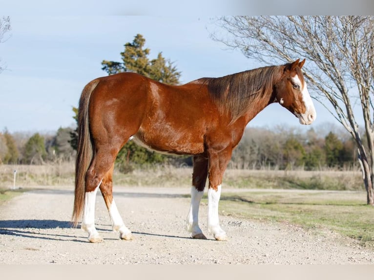American Quarter Horse Wallach 7 Jahre 147 cm Dunkelfuchs in SAVOY, TX