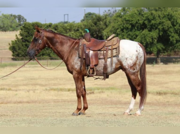 American Quarter Horse Wallach 7 Jahre 147 cm Dunkelfuchs in Gainesville TX