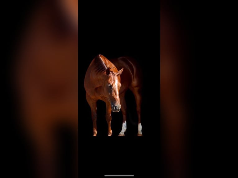 American Quarter Horse Wallach 7 Jahre 147 cm Dunkelfuchs in Rossville TN