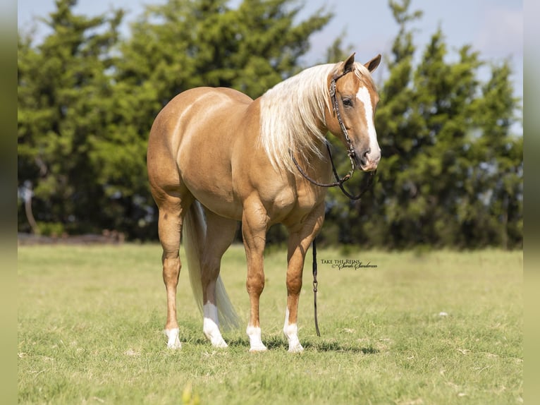 American Quarter Horse Wallach 7 Jahre 147 cm Palomino in Madill, OK