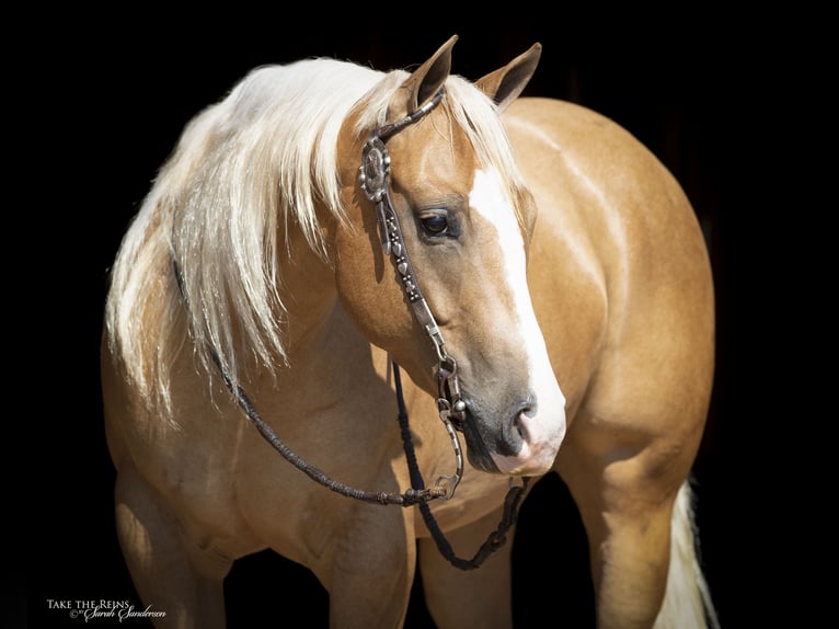 American Quarter Horse Wallach 7 Jahre 147 cm Palomino in Madill, OK