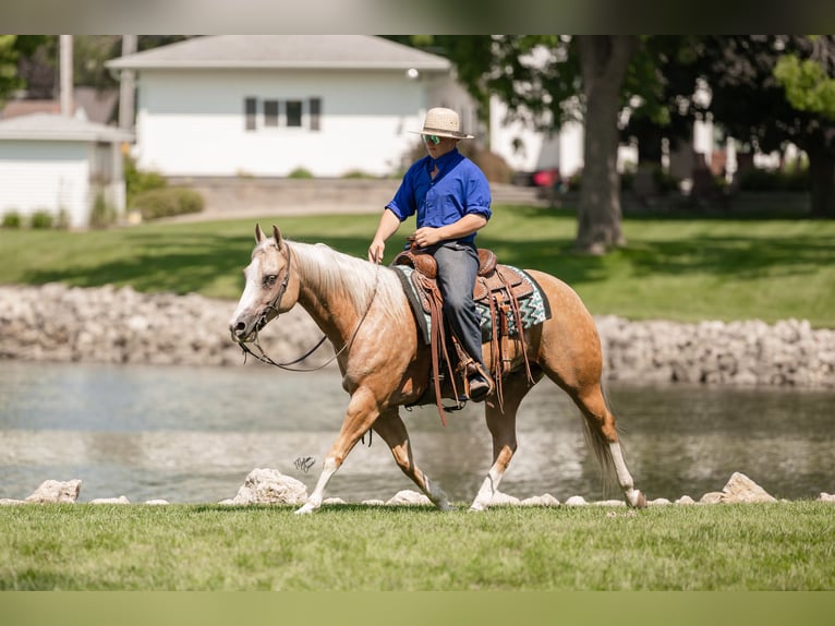 American Quarter Horse Wallach 7 Jahre 147 cm Palomino in Windom