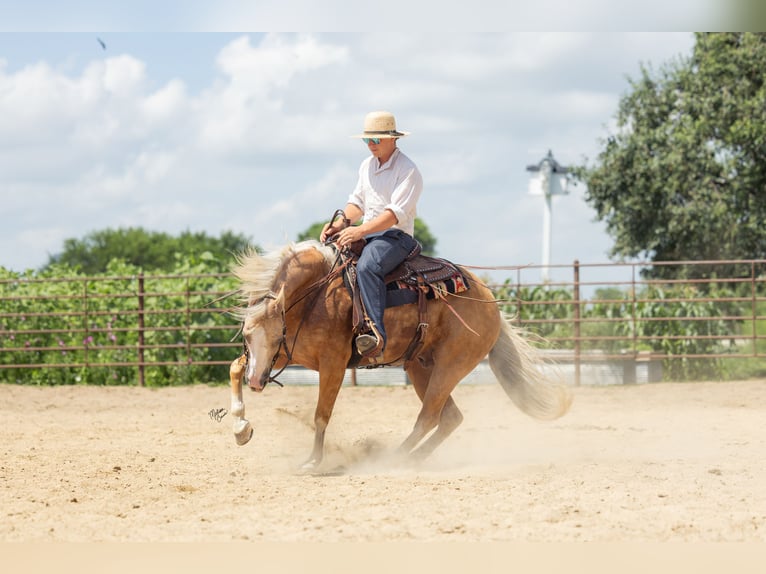 American Quarter Horse Wallach 7 Jahre 147 cm Palomino in Windom
