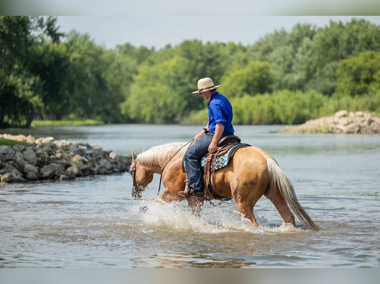 American Quarter Horse Wallach 7 Jahre 147 cm Palomino in Windom
