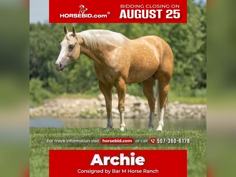 American Quarter Horse Wallach 7 Jahre 147 cm Palomino in Windom