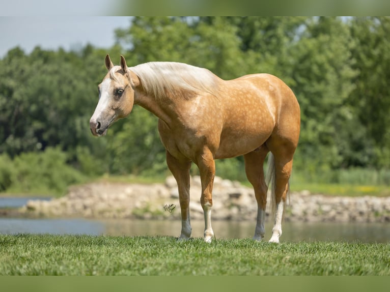 American Quarter Horse Wallach 7 Jahre 147 cm Palomino in Windom