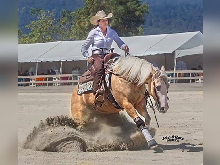 American Quarter Horse Wallach 7 Jahre 147 cm Palomino in Windom