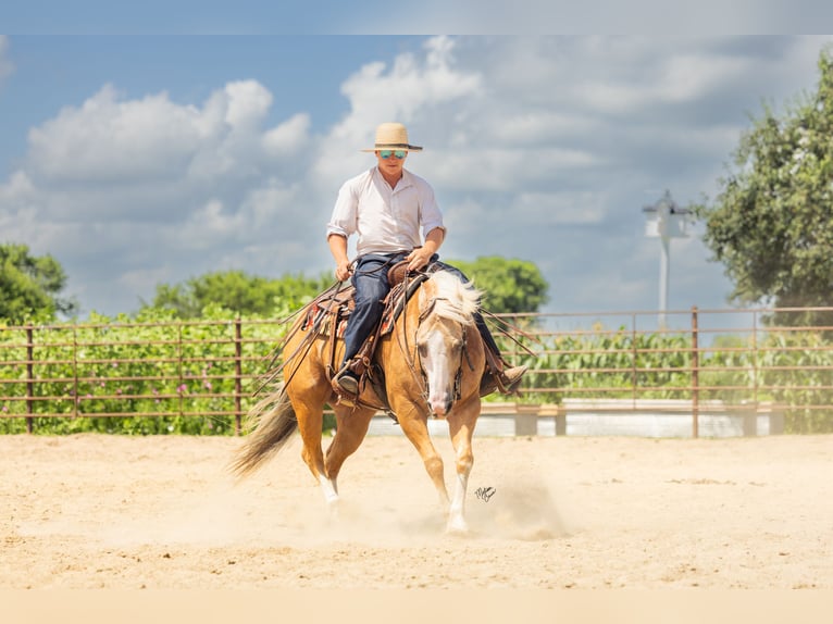 American Quarter Horse Wallach 7 Jahre 147 cm Palomino in Windom