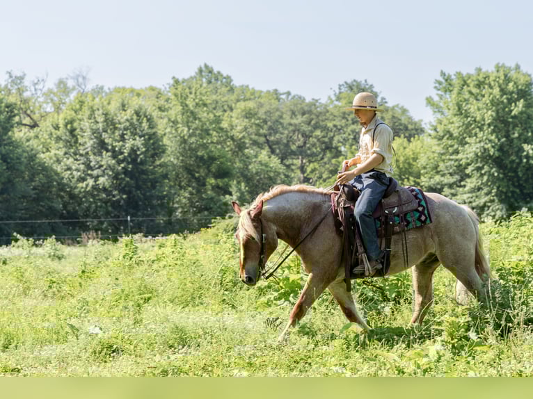 American Quarter Horse Wallach 7 Jahre 147 cm Palomino in Windom