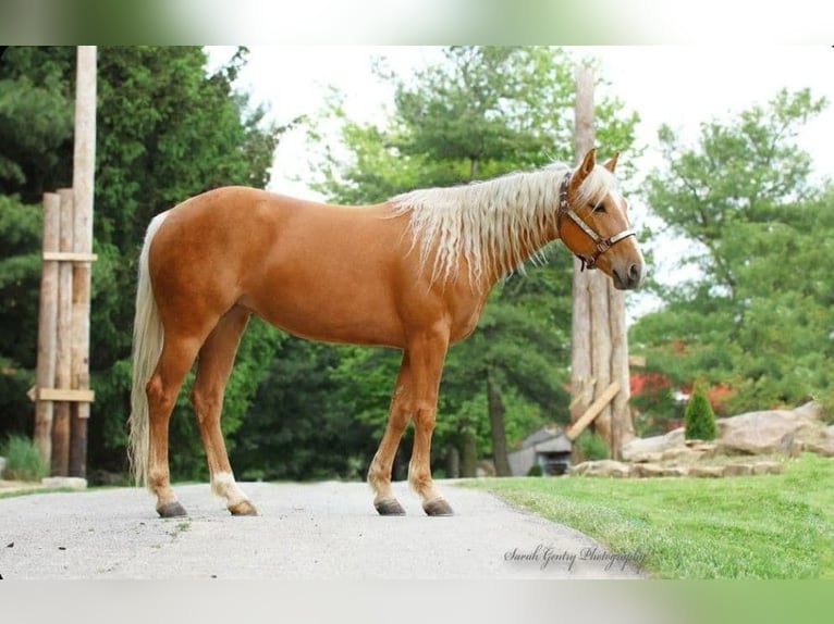American Quarter Horse Wallach 7 Jahre 147 cm Palomino in Ashland OH