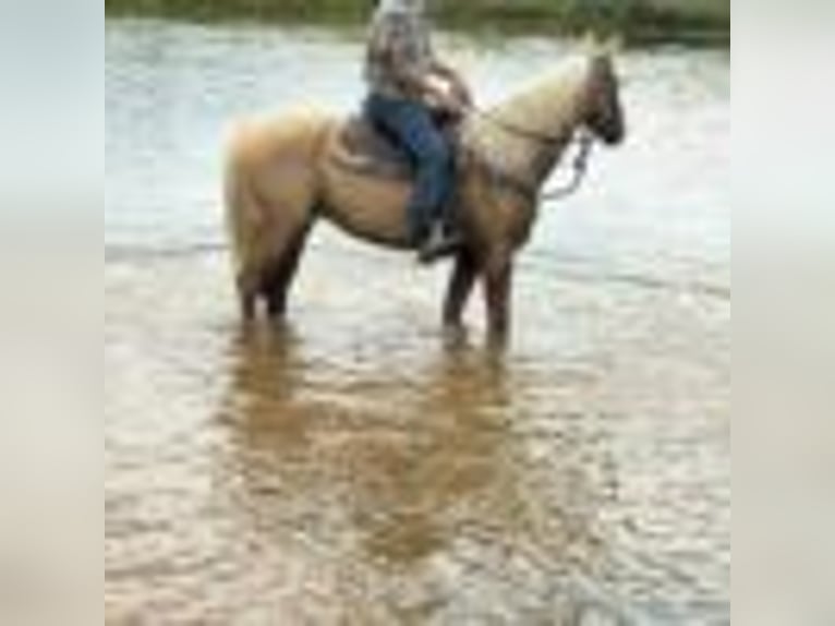 American Quarter Horse Wallach 7 Jahre 147 cm Palomino in Dawsom GA
