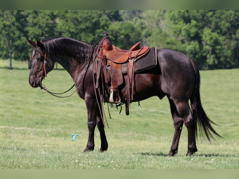 American Quarter Horse Wallach 7 Jahre 147 cm Rappe in Pennington