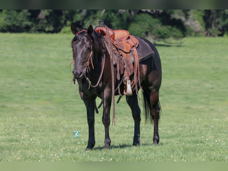 American Quarter Horse Wallach 7 Jahre 147 cm Rappe in Pennington