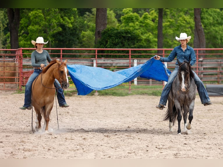 American Quarter Horse Wallach 7 Jahre 147 cm Red Dun in Lufkin, TX