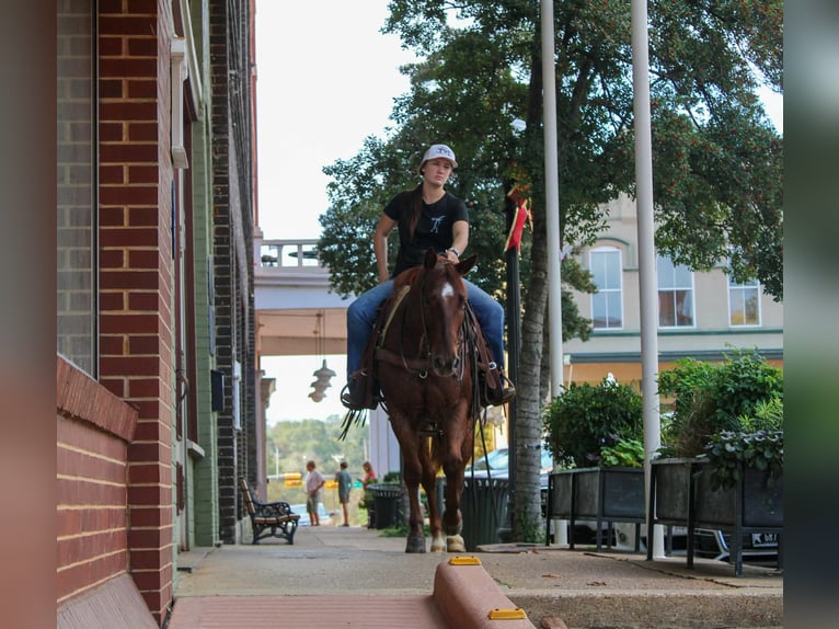 American Quarter Horse Wallach 7 Jahre 147 cm Roan-Red in Rusk